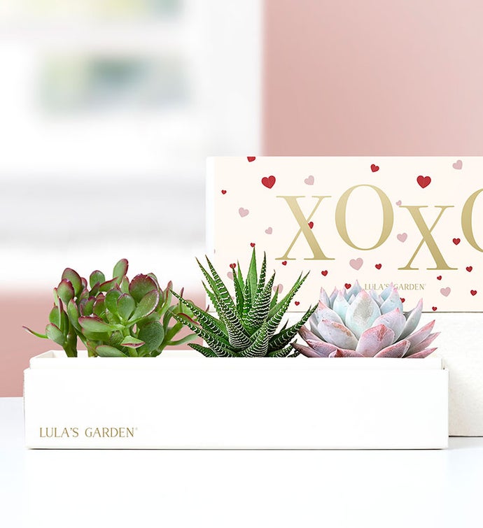 XOXO Succulents by Lula’s Garden®